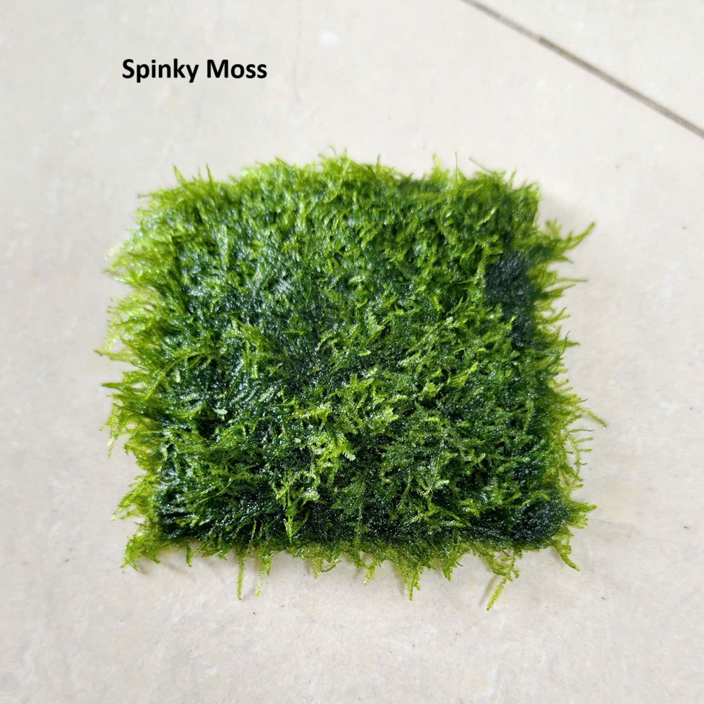 Rêu Spinky (Order trước CN, T4 về)