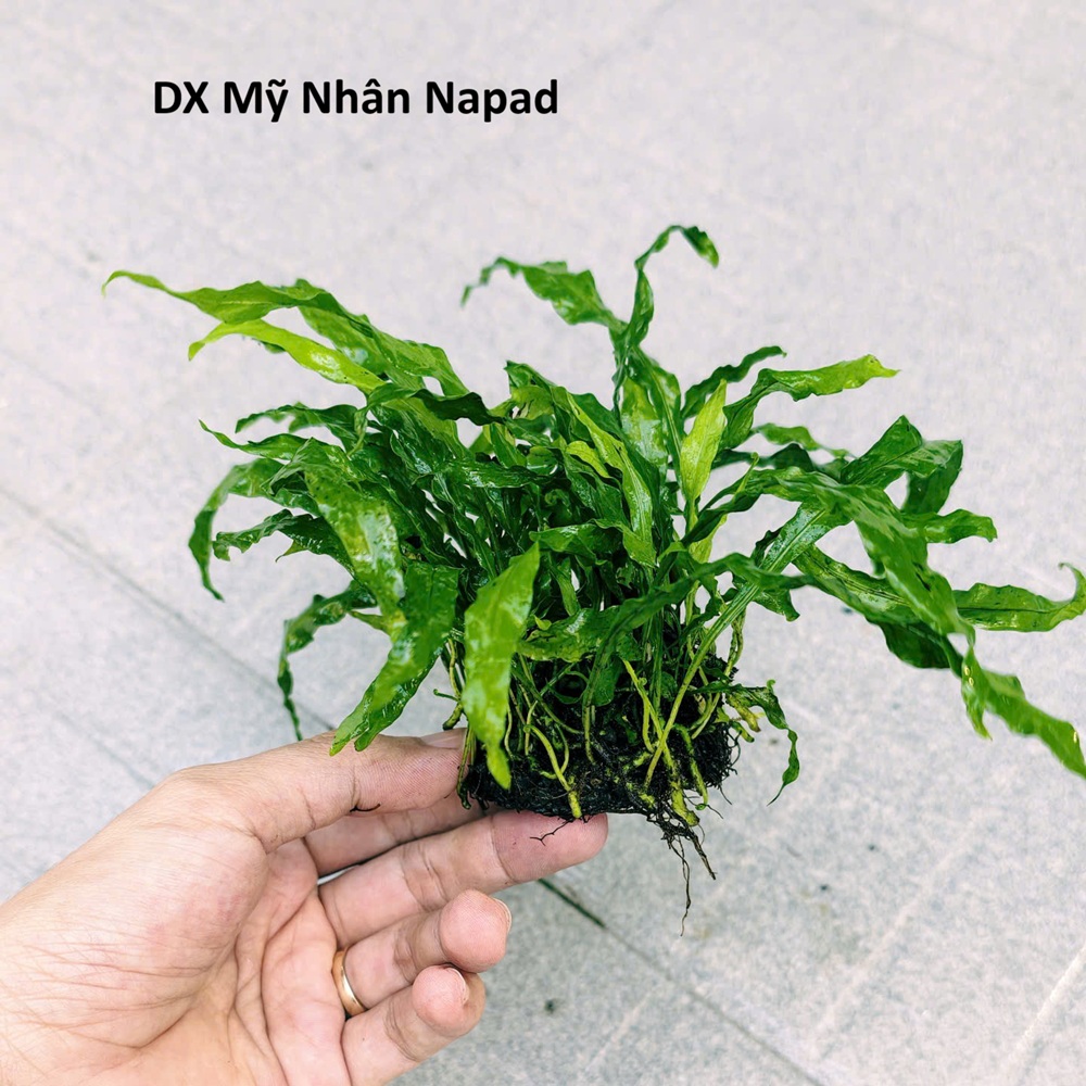 DX Mỹ Nhân NP tròn (order CN, T4 về)