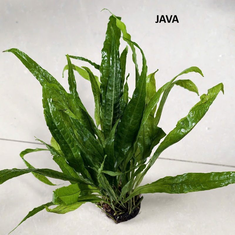 DX Java TM NP tròn (order CN, T4 về)