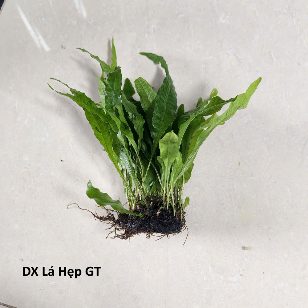 DX Lá Hẹp CỨNG gt NP (order CN, T4 về)