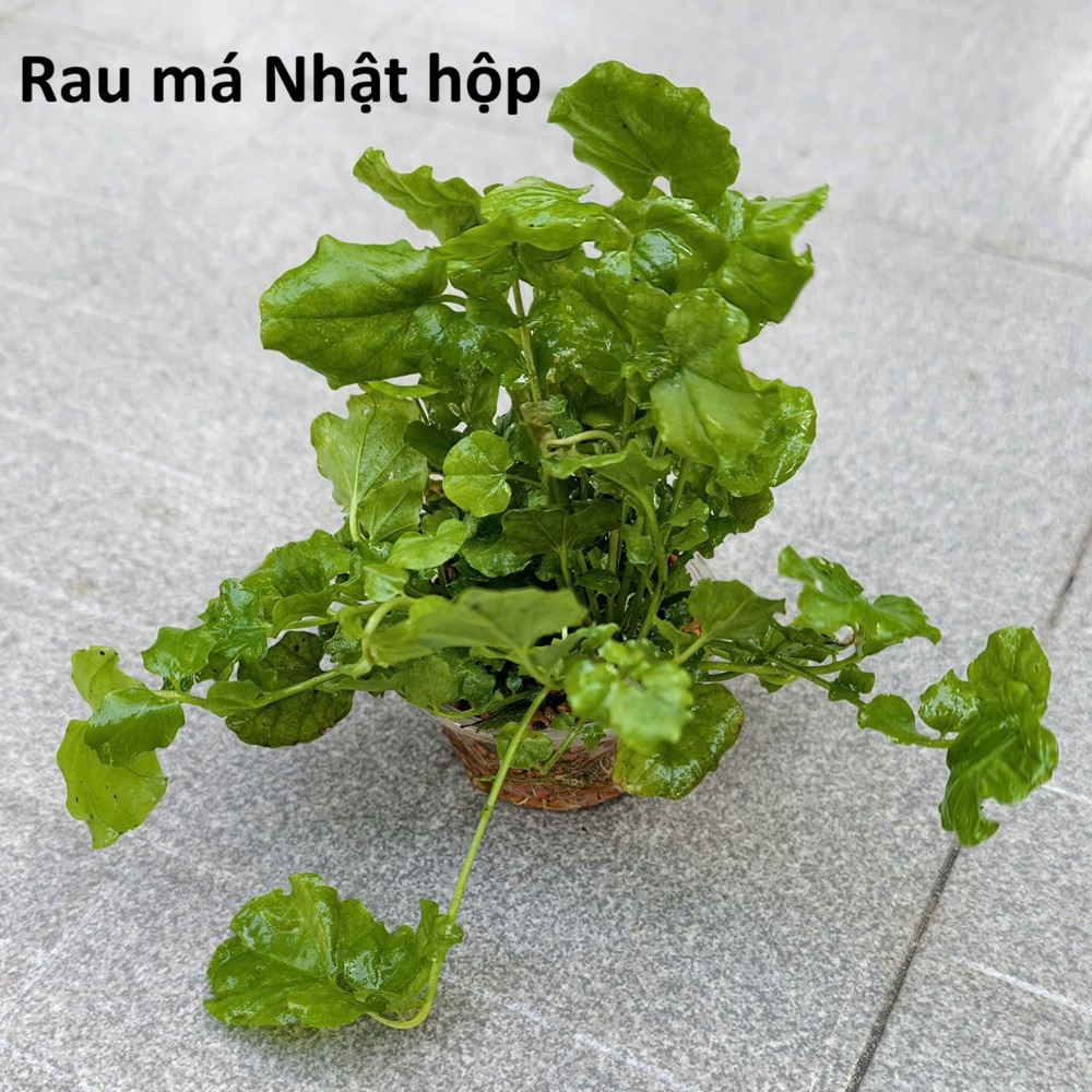Rau Má Nhật hộp (order CN, T4 về)