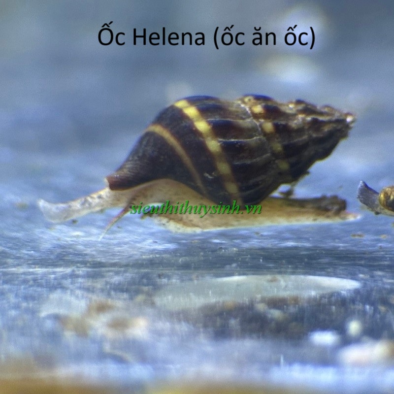 Ốc ăn ốc (ốc sát thủ, helena)