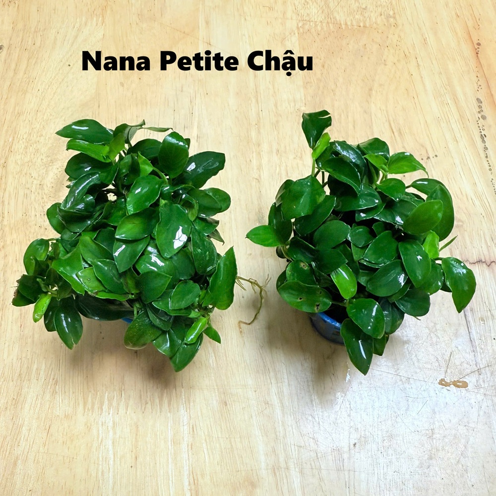 Nana petite nhật (chậu đen)