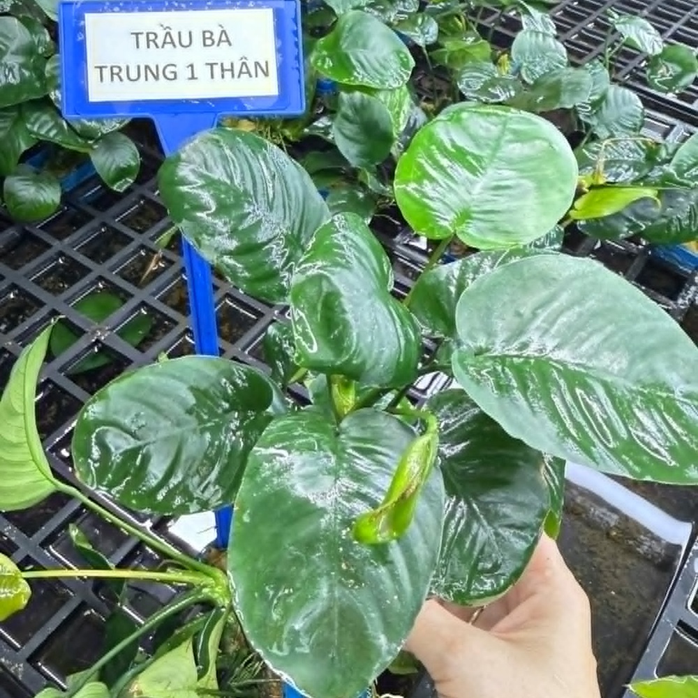 Trầu bà trung 1 thân