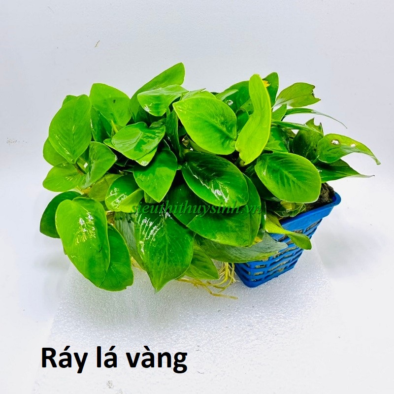 Ráy lá vàng mini (chậu đen)