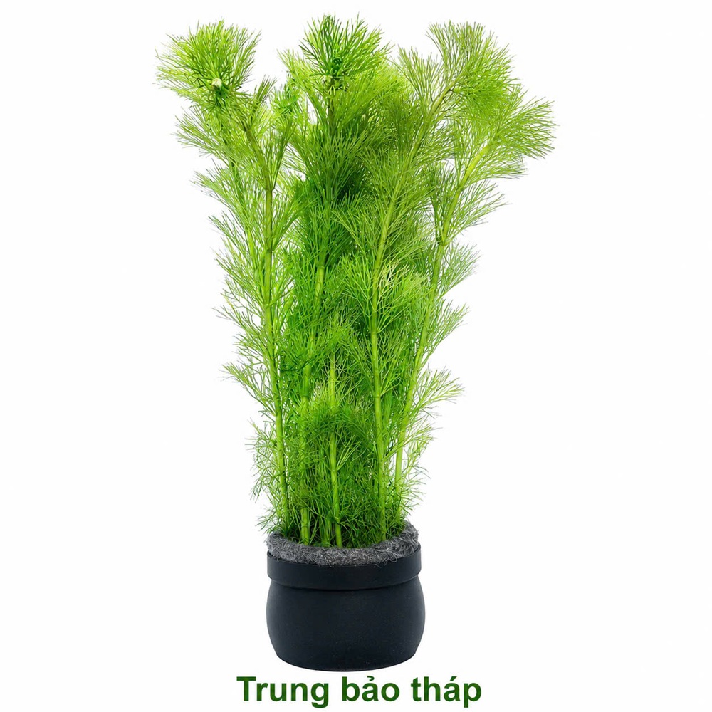 Trung bảo tháp (Order trước CN, T4 về)