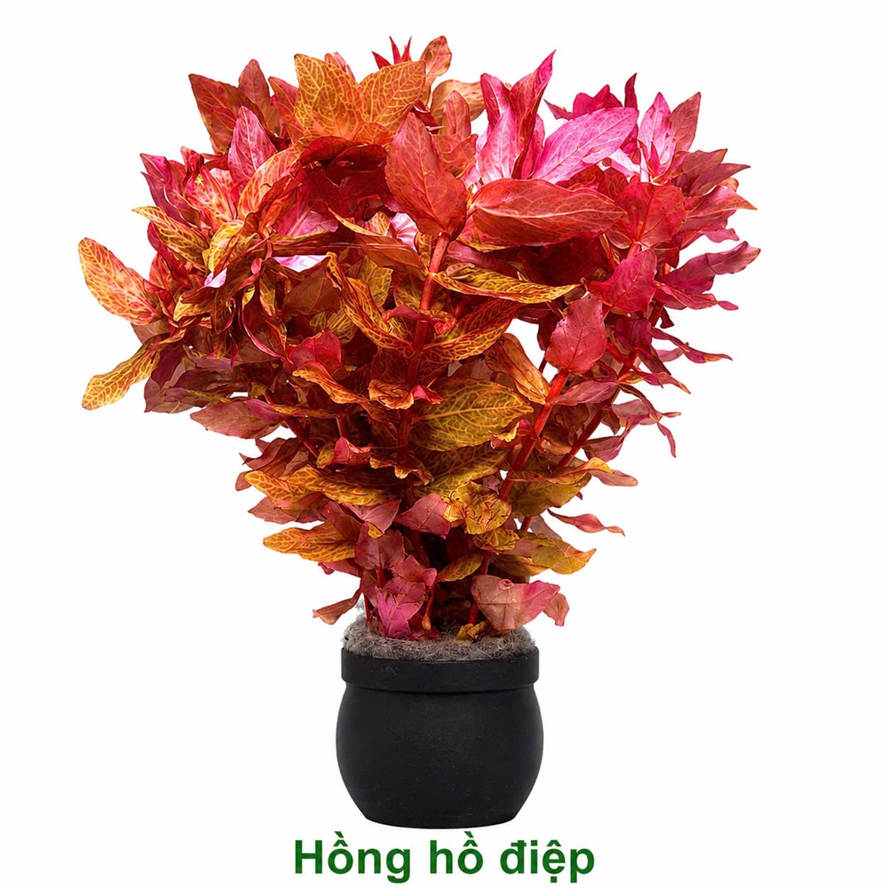 Hồng hồ điệp (Order trước T4, CN về)