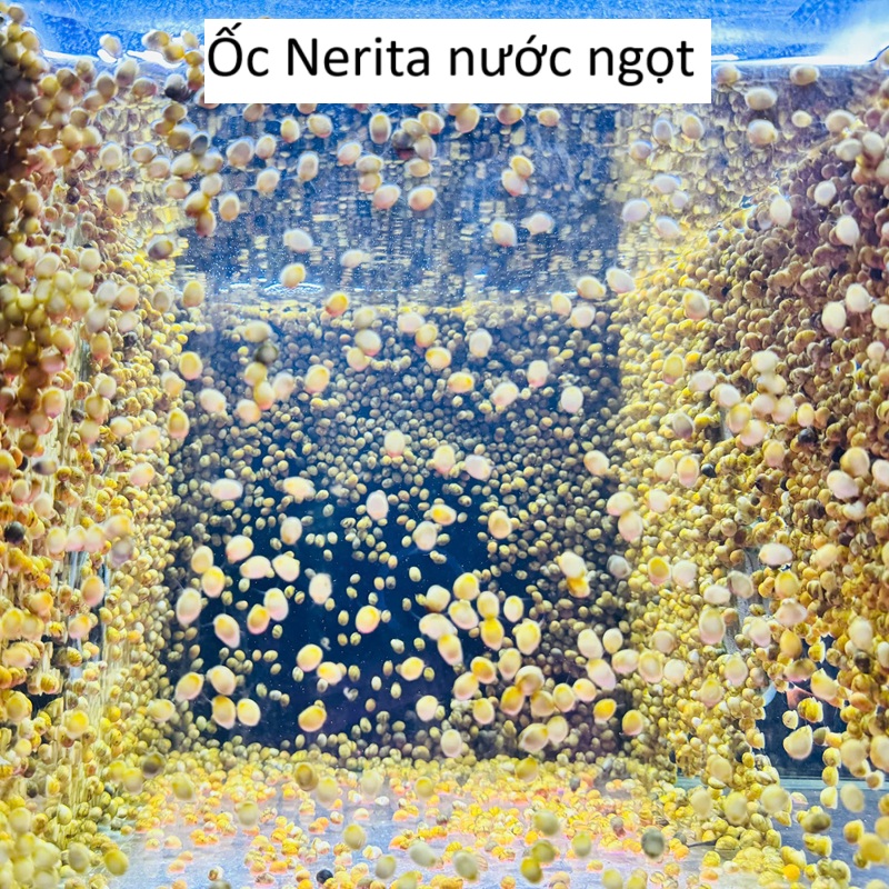 Ốc Nerita